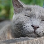 Grey cat without sleep deprivation or anxiety problems