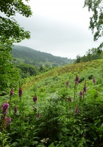 Ecotherapy Wilderness Therapy Workshop in Wales UK